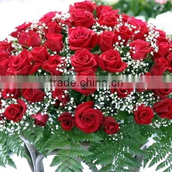 Wholesale Fresh Cut Rose Flowers Roses for Valentine's Day