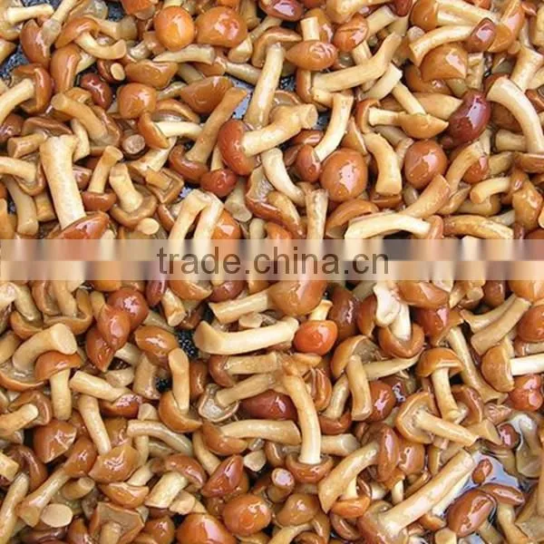 mushroom manufactures