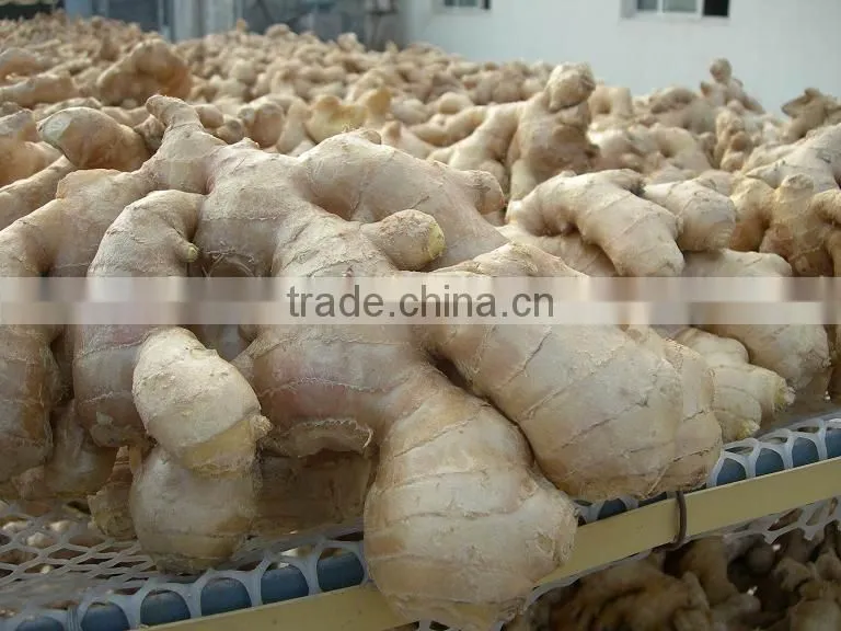 Fresh washed ginger