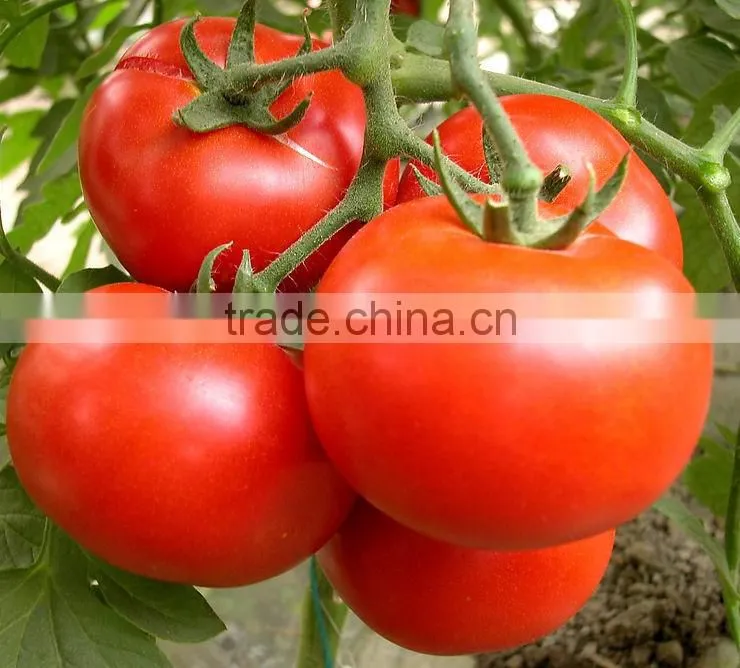 Tomato Multiple layer continuous type mesh belt dryer