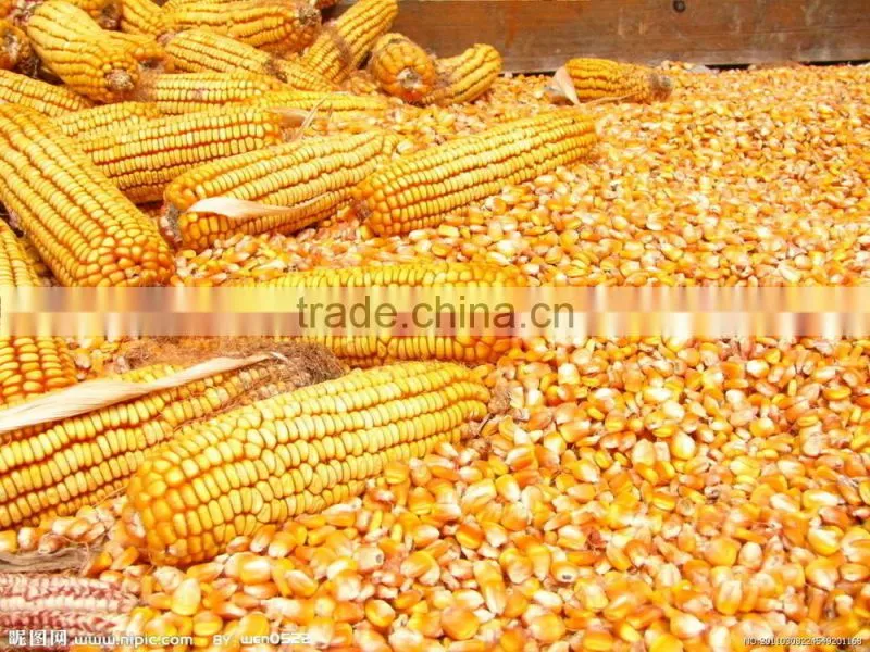 manual cast iron corn grinder with clamp / table corn grinder