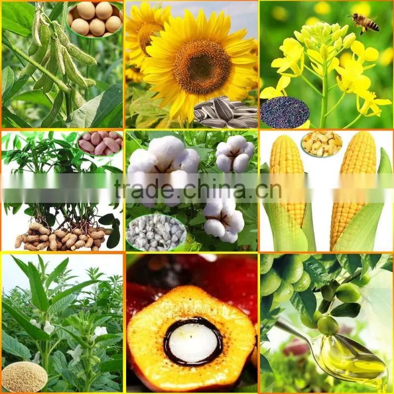 New Lead turnkey project rice bran oil processing for sale
