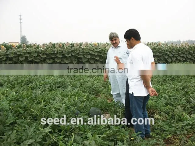 new bred red onion seeds SXO No.1
