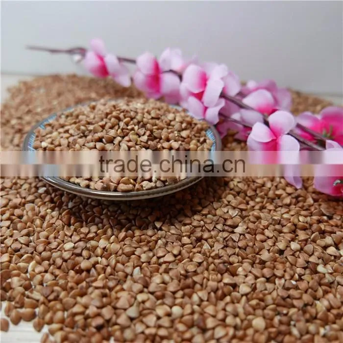 high quality hot sale black bitter buckwheat for tea (Fagopyrum esculentum)