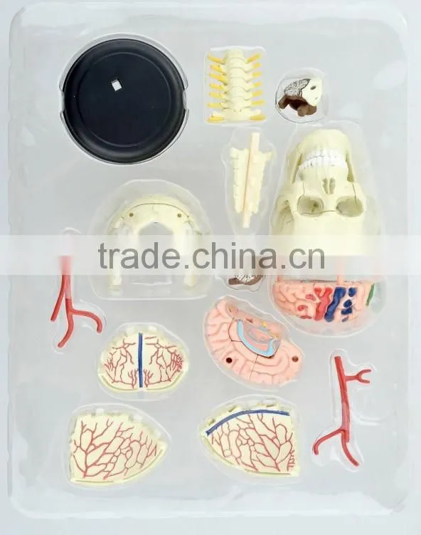 V-HM06 4D MASTER Brain skull brain model