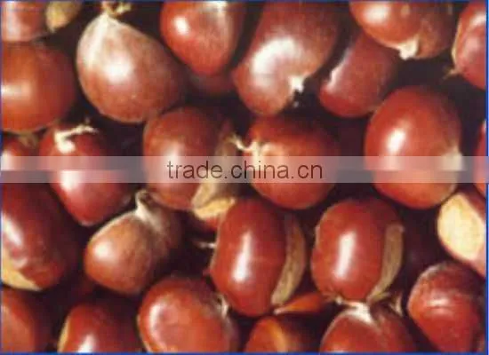 Special container/Reefer/Reefer container/container/transportation to South America