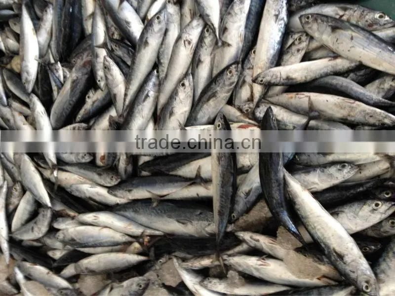 10-12pcs/kg Sea frozen bonito of top quality