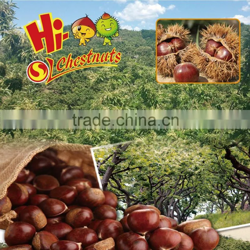 tianjin chestnut