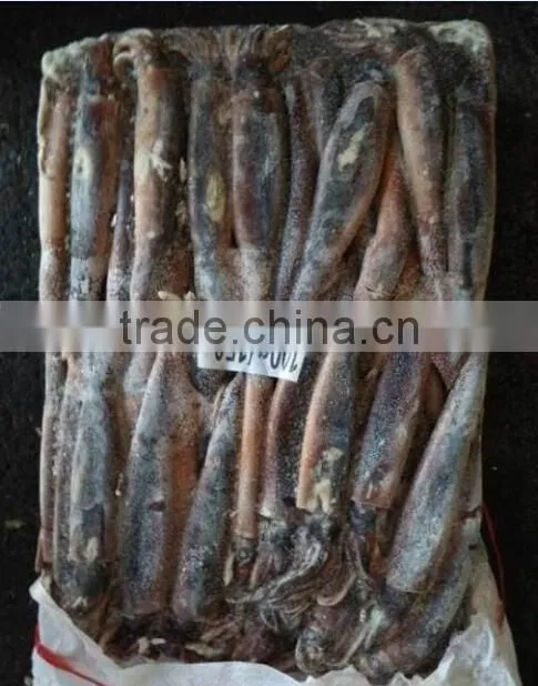 Frozen argentina squid