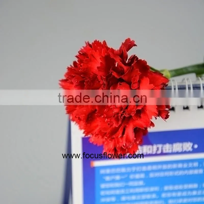 Decoration Weddings High Quality Carnation With Good Packaging Superbly Natural Carnation Flowers