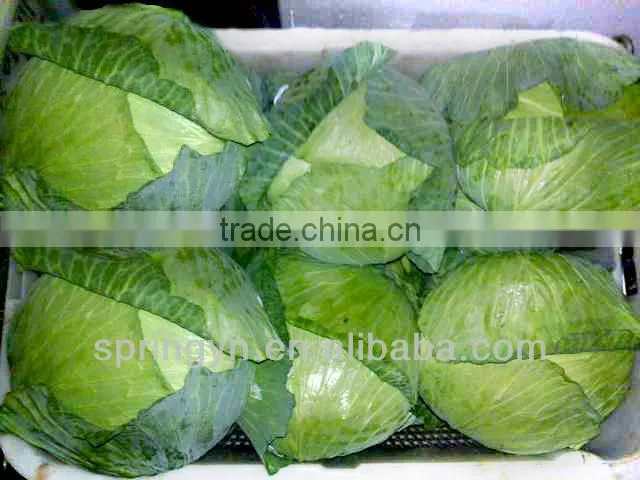 2015 Crop Good Quality Chinese Cabbage
