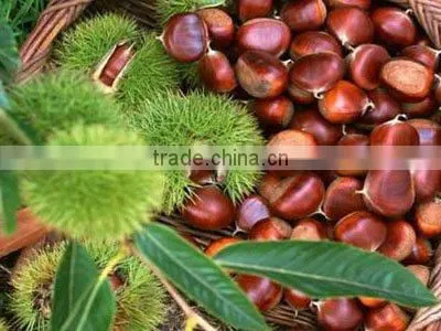 organic roasted chestnuts for sale