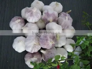 Jining Greenfarm Import And Export Co., Ltd. company overview - view 1