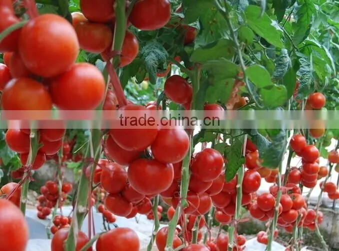 Tin Tomato Paste 28-30%