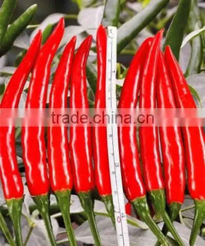 Hybrid F1 Pepper seeds hot pepper seeds for growing-Chcbi