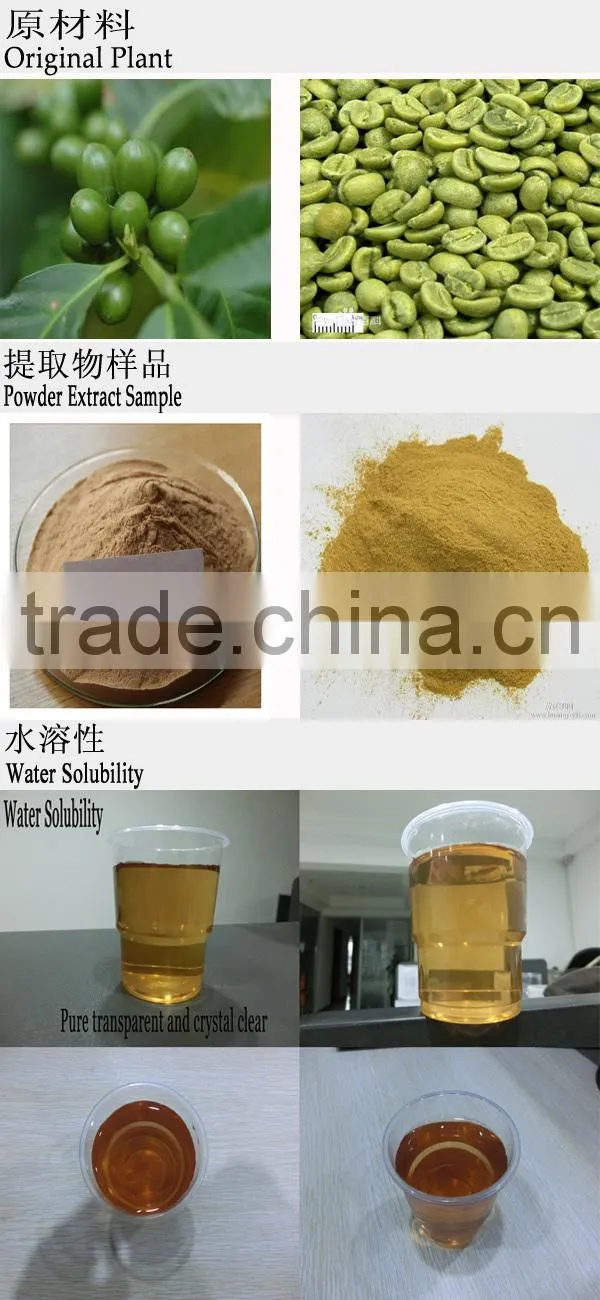 Green Coffee Bean Extract Total Chlorogenic Acid 10-65%