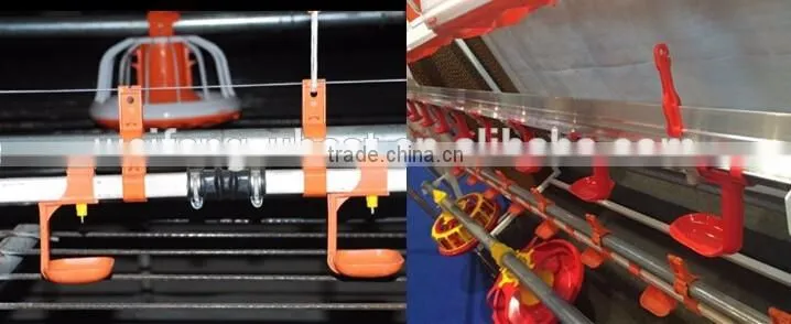 Female and male chick automatic breeder poultry house for floor breeding
