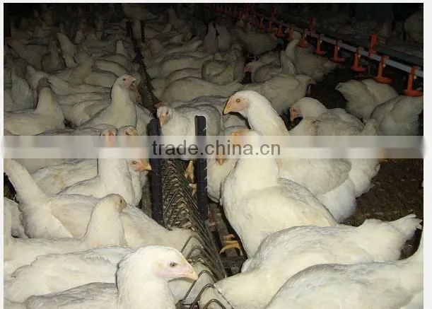 BC Series Breeder Chain Feeding System
