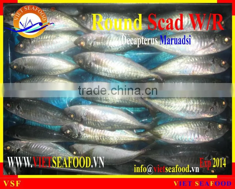WHOLE ROUND FROZEN ROUND SCAD