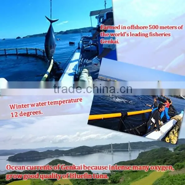 Matuura bluefin tuna is not a frozen fish, it fresh tuna fish.