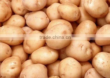 fresh potato market price 2013