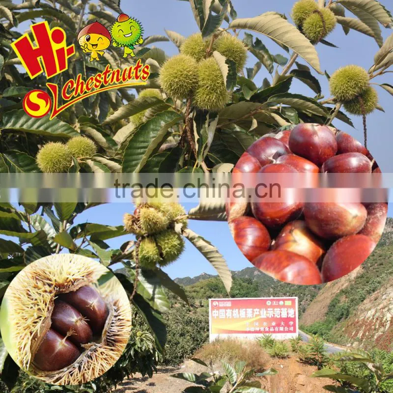 IQF Chestnuts Quick Freezing Bulk Chestnuts for sale
