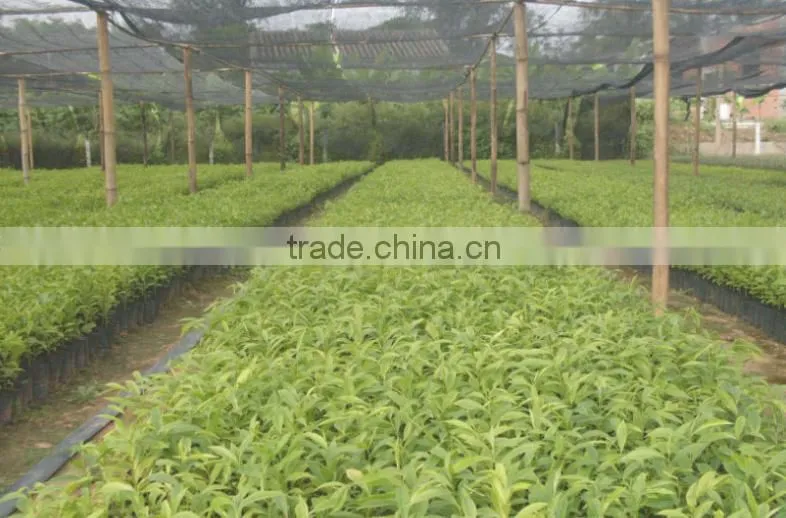 2016 Newly Chinese High Quality Agarwood Seeds For Growing