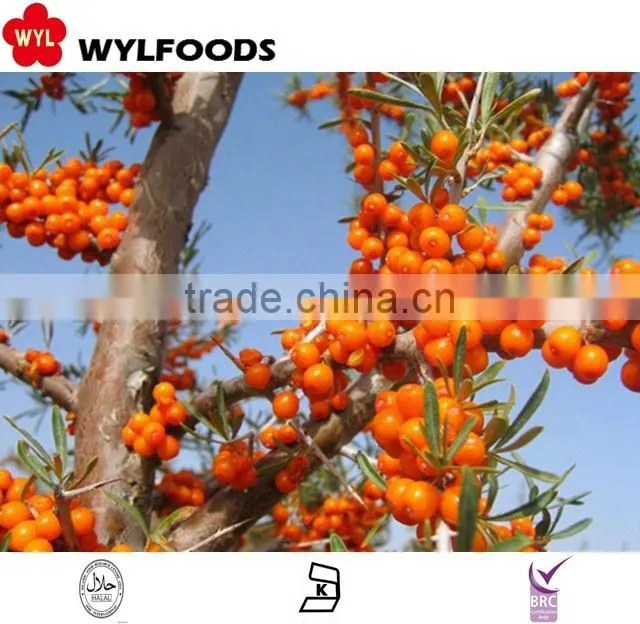 IQF china price for frozen Sea buckthorn high quality
