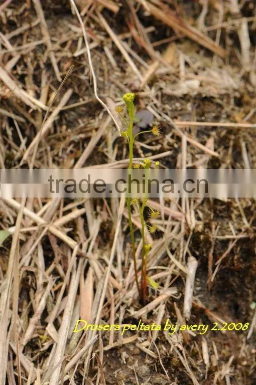 Drosera for medicine