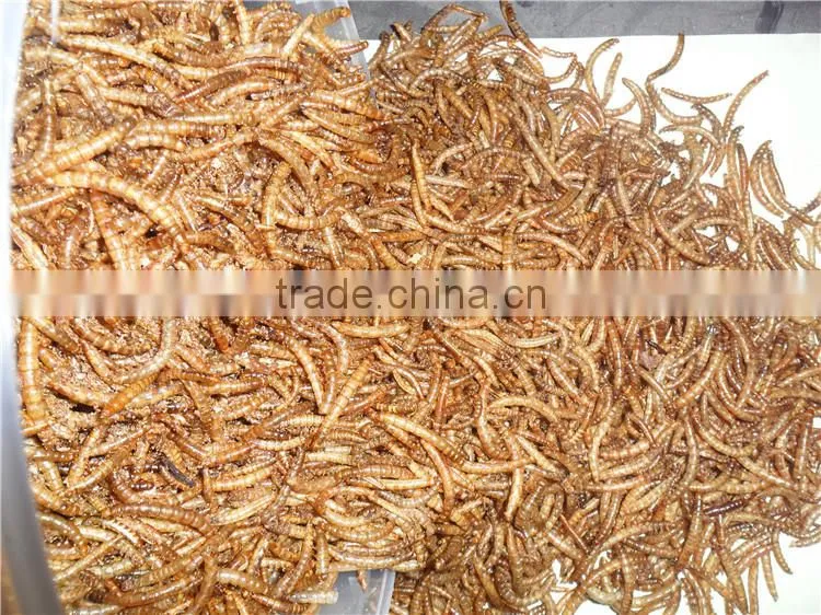High Protein (53%) Dried Mealworm For Wild Tortoise Treat
