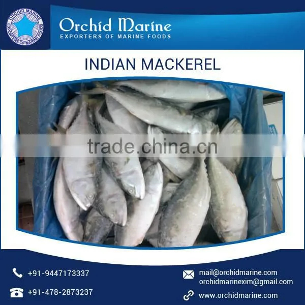 Indian Mackerel Fish at Lowest Price from A Grade Supplier