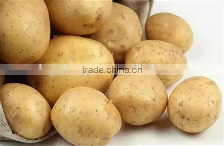 sweet fresh potato