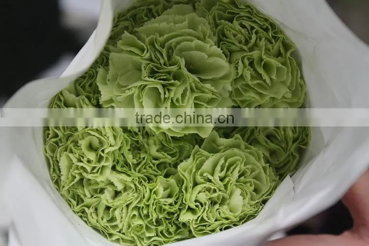 Various hot-sale fresh flower of green carnation flower
