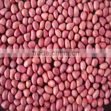 Red Skin Peanut Kernels 50/60