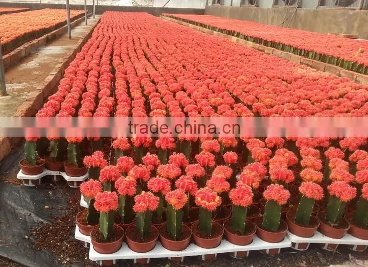 cactus plant bonsai for bedroom decor good for sleep