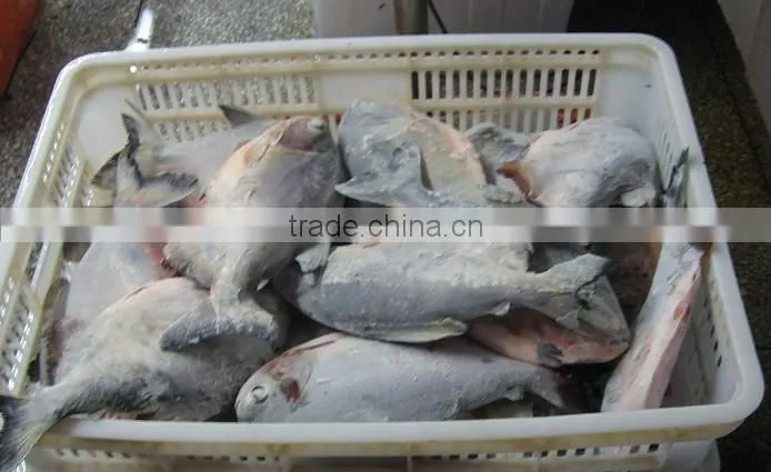 whole round frozen pomfret fish are fresh