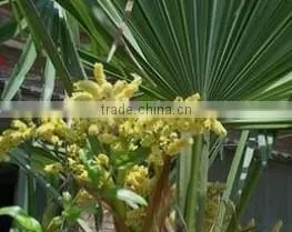 High Quality Natural Saw Palmetto Tablet from Qingdao BNP