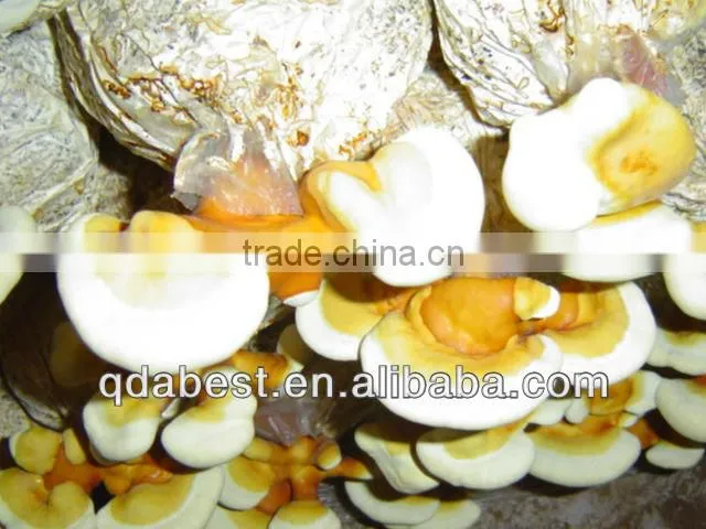 Ganoderma Lucidum