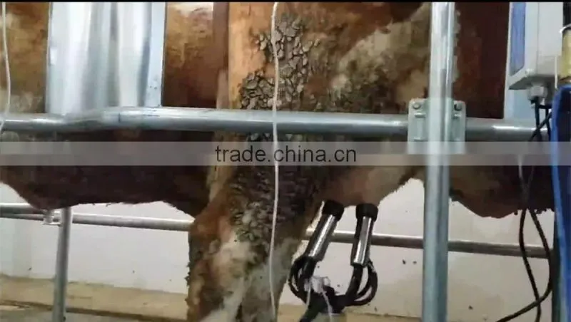 Dairy Farming Milking Equipment Automatic Milking Parlor