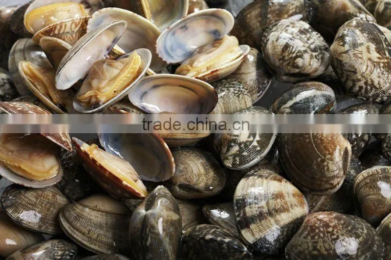Frozen Baby clam in shell vacuum pack