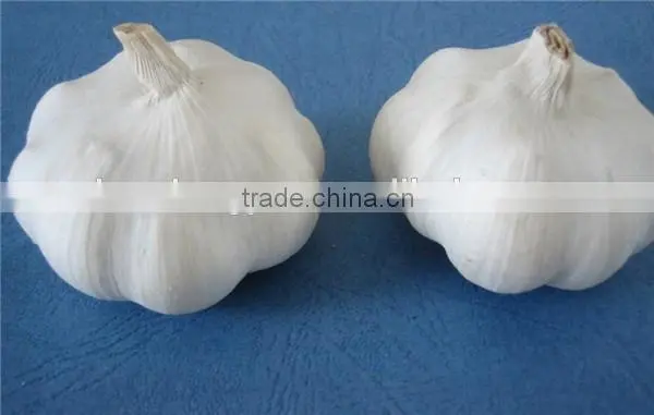 China factory price first grade pure white garlic fresh