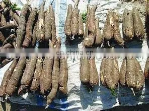 Potato Washing and sorting Machine