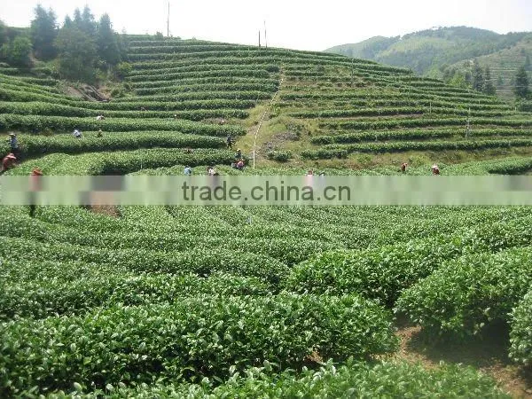 Organic Sencha triangle pyramid tea bag