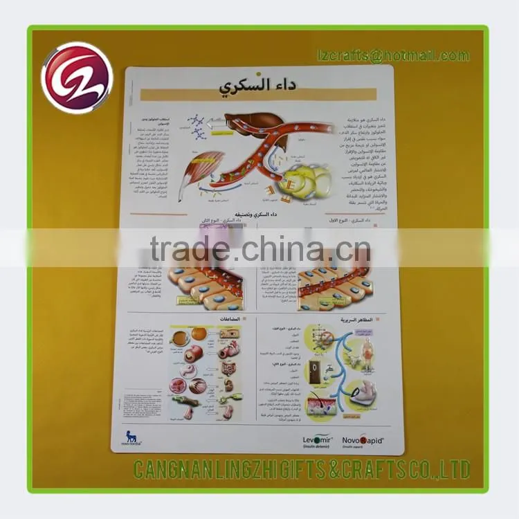 China factory custom anatomical medical chart