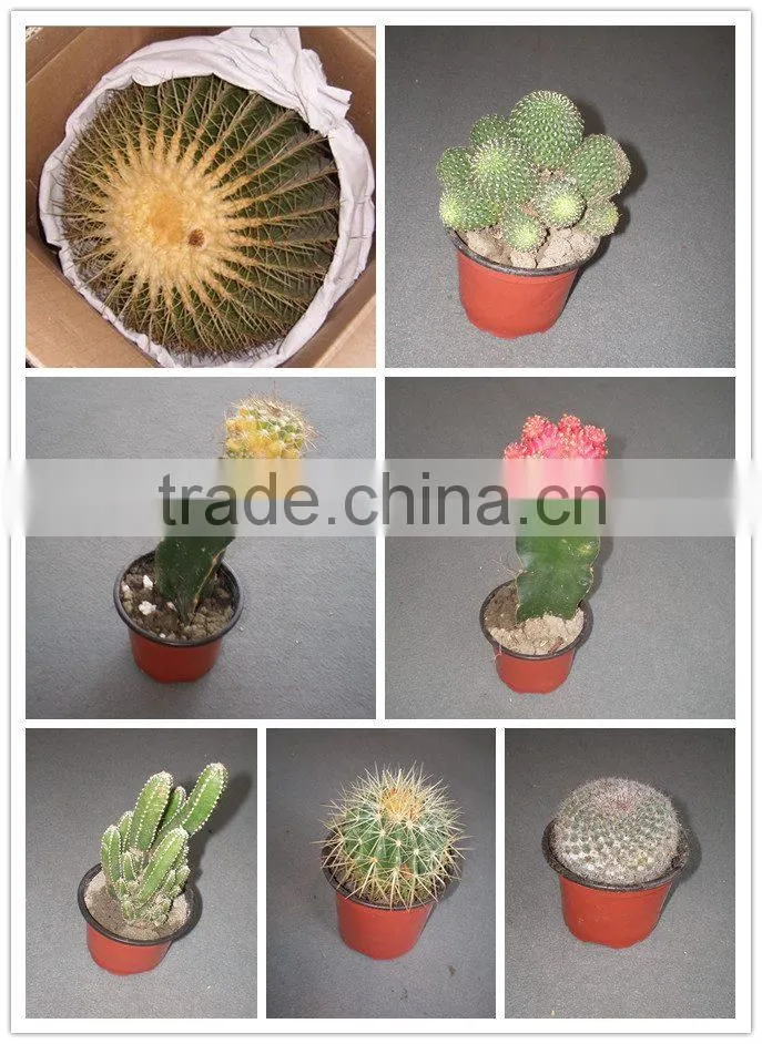 mini cactus succulent indoor plants bonsai nursery echinocactus grusonii cereus cacti opuntia dillenii cactaceae notocactus