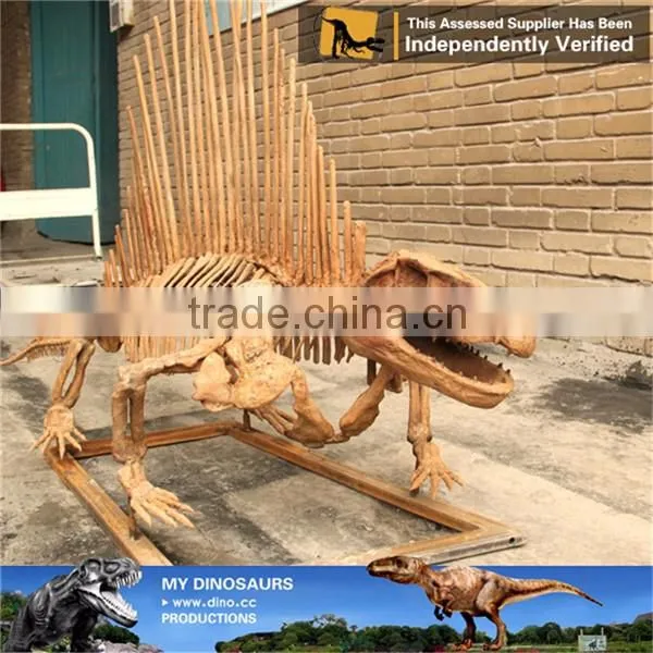 MY Dino-O08 Life size fiberglass dinosaur skeleton decoration