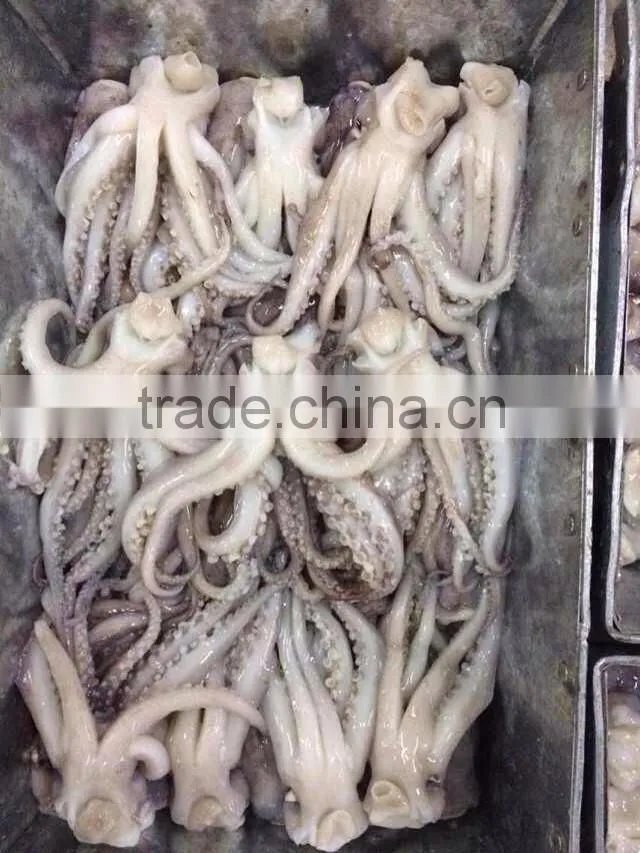 Frozen squid head from high quality Illex squids