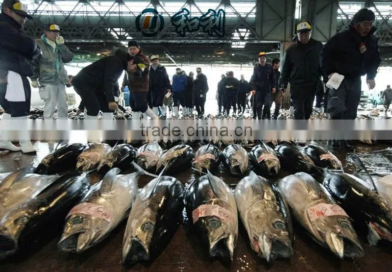 ultra low -65 centigrade temperature freeze for tuna frozen storage