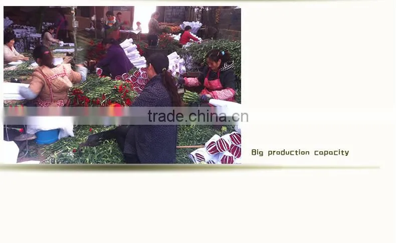 wholesale fresh cut flower of white carnation
