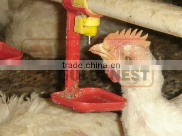 chicken watering